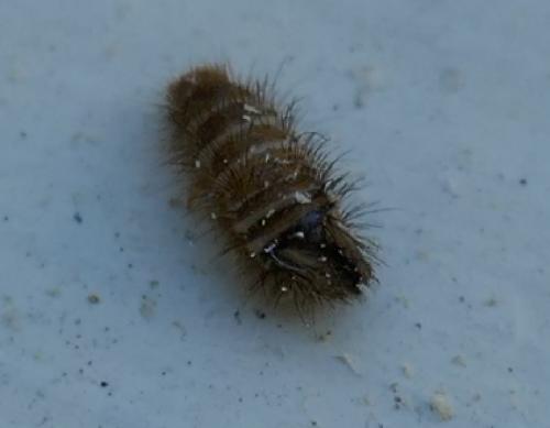 Anthrenus sp.